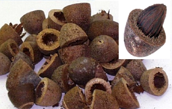 Couepia longipendula